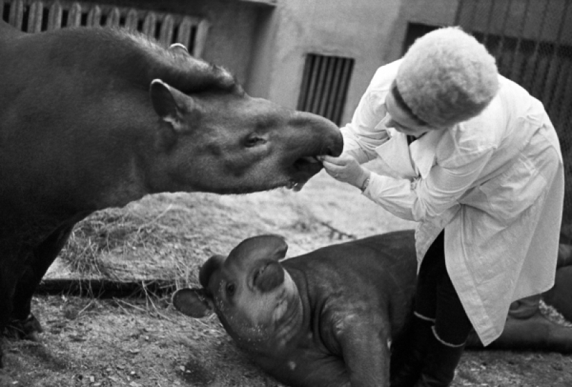 Kids in a cage: 154 years of the Moscow Zoo