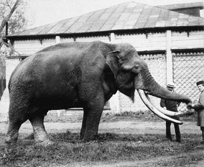 Kids in a cage: 154 years of the Moscow Zoo
