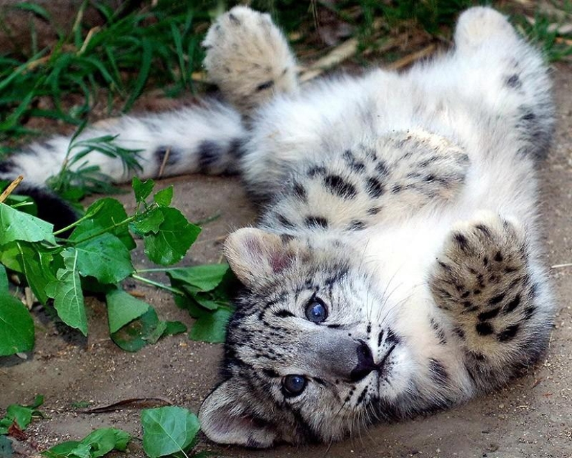 Kittens of predatory cats are mimimi