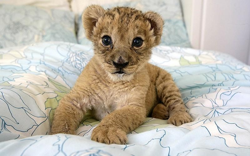 Kittens of predatory cats are mimimi