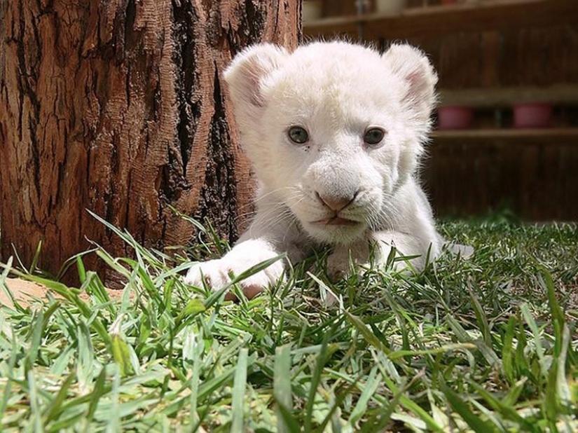 Kittens of predatory cats are mimimi