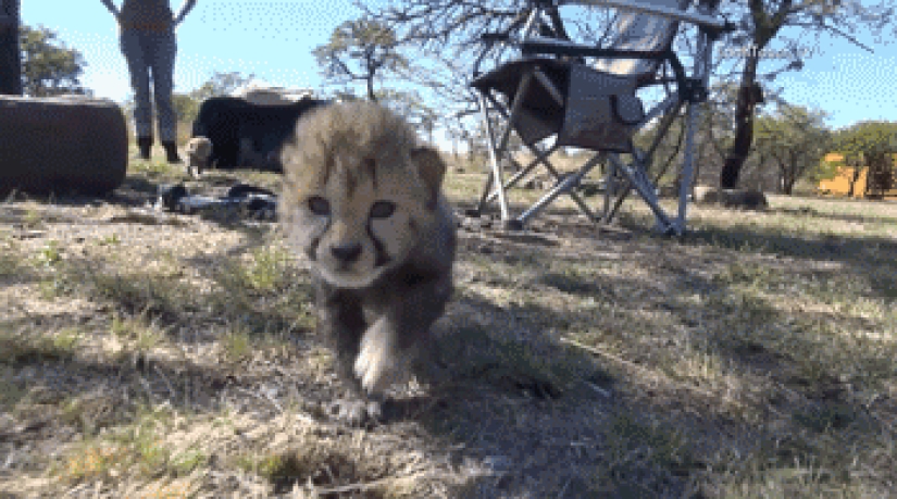 Kittens of predatory cats are mimimi