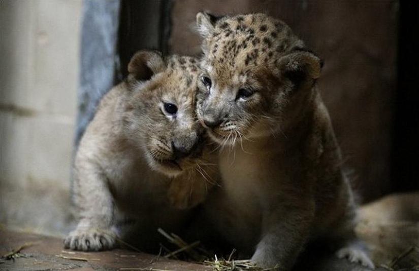 Kittens of predatory cats are mimimi