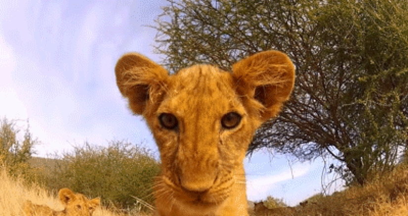 Kittens of predatory cats are mimimi