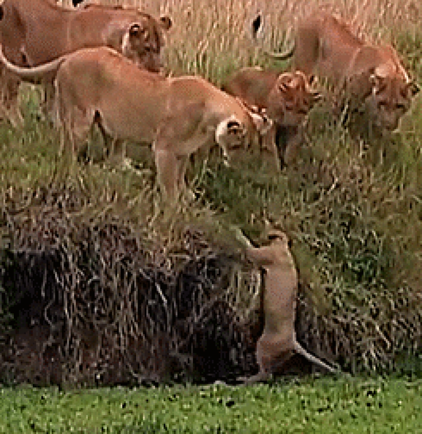 Kittens of predatory cats are mimimi