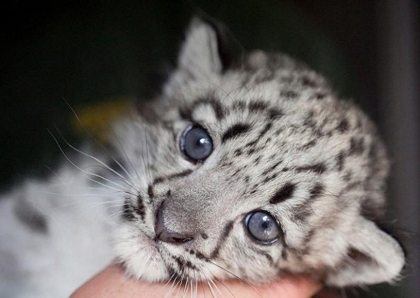 Kittens of predatory cats are mimimi