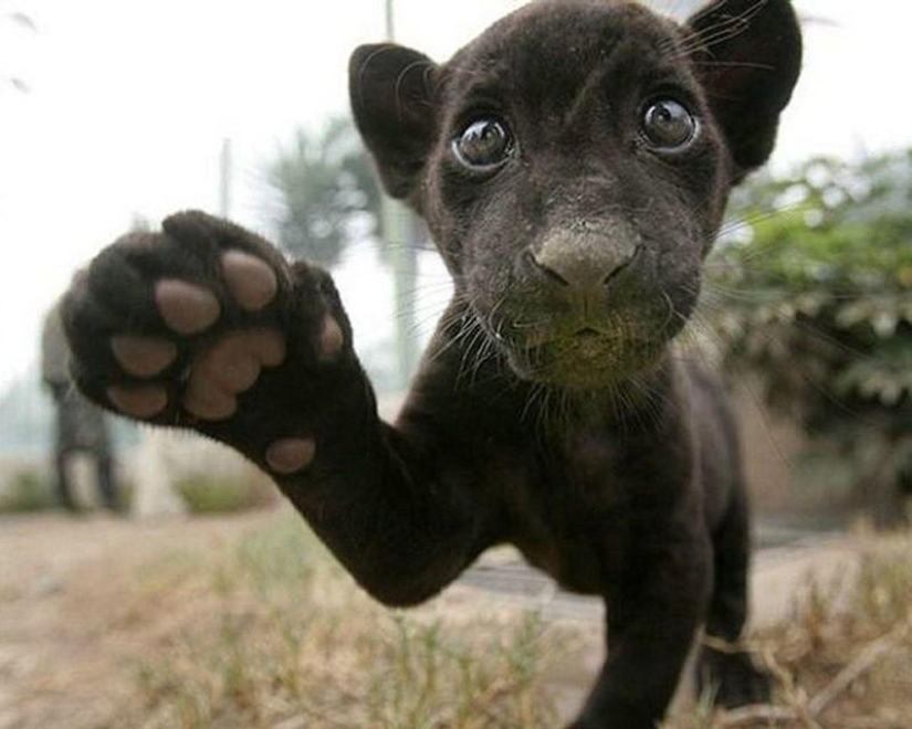 Kittens of predatory cats are mimimi