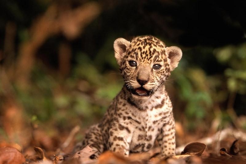 Kittens of predatory cats are mimimi