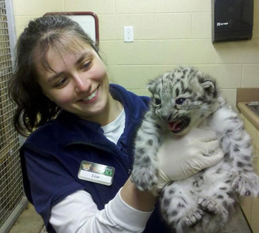 Kittens of predatory cats are mimimi