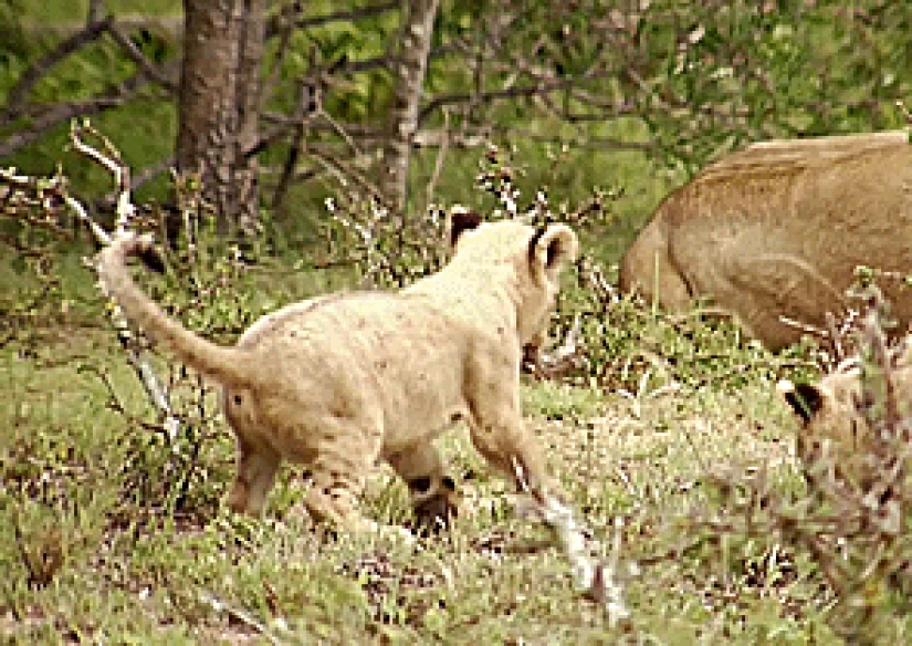 Kittens of predatory cats are mimimi