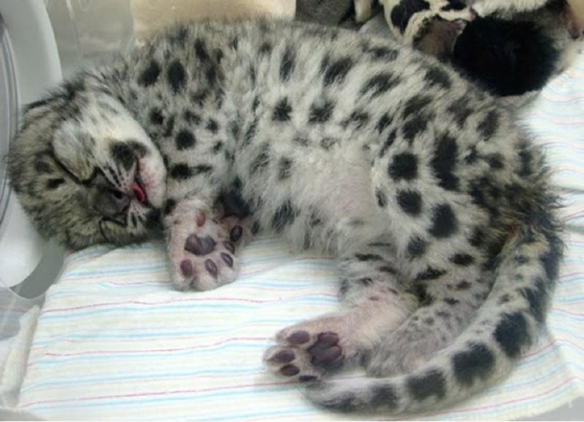 Kittens of predatory cats are mimimi