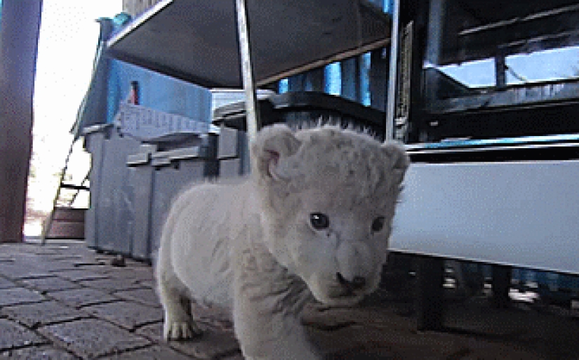 Kittens of predatory cats are mimimi