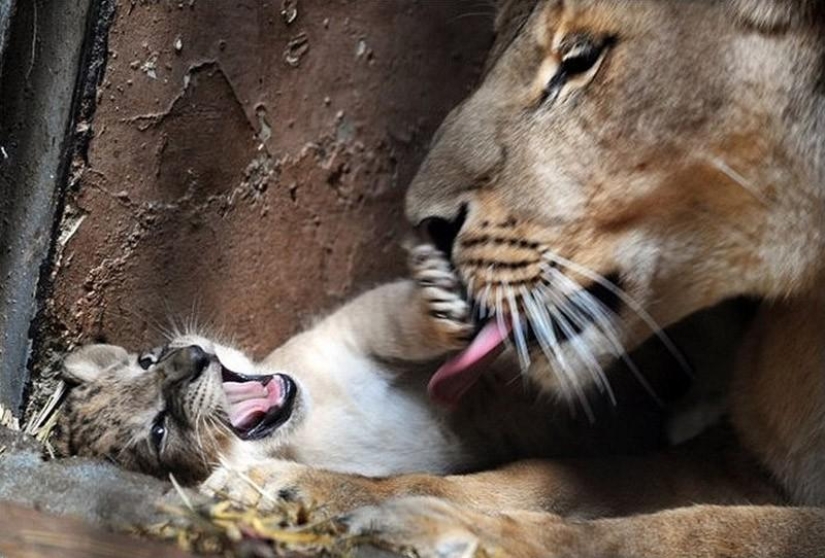 Kittens of predatory cats are mimimi