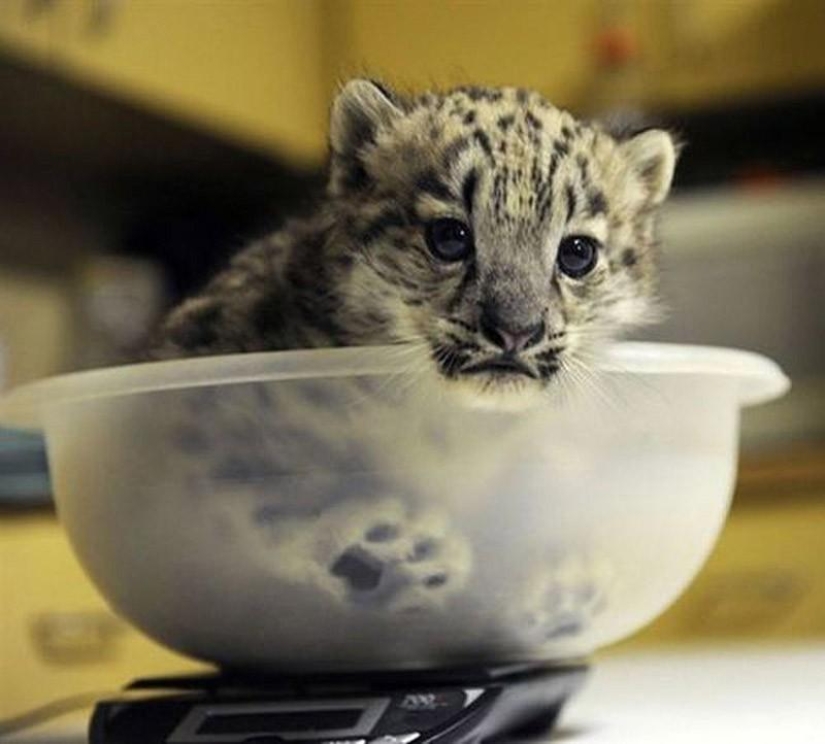 Kittens of predatory cats are mimimi