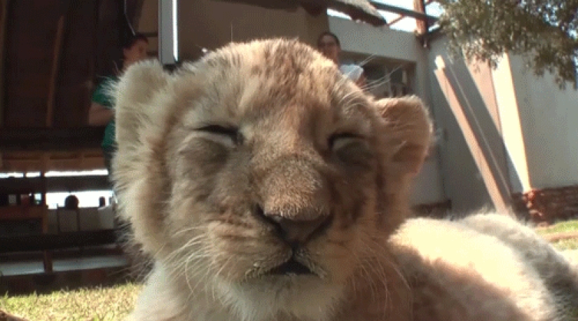 Kittens of predatory cats are mimimi