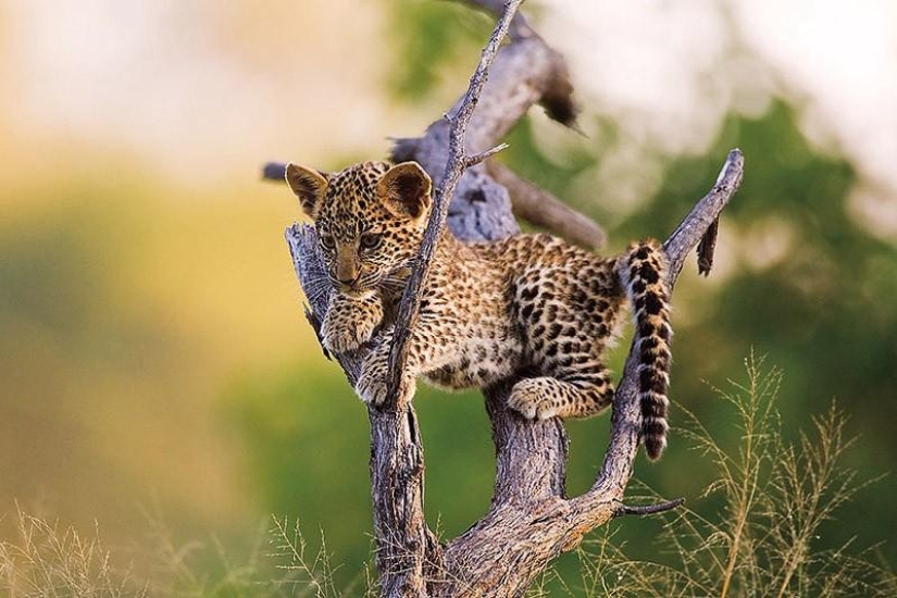 Kittens of predatory cats are mimimi