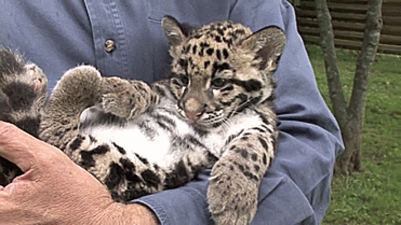 Kittens of predatory cats are mimimi