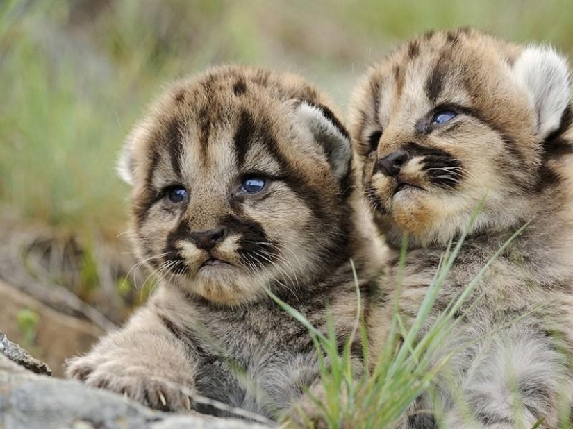 Kittens of predatory cats are mimimi