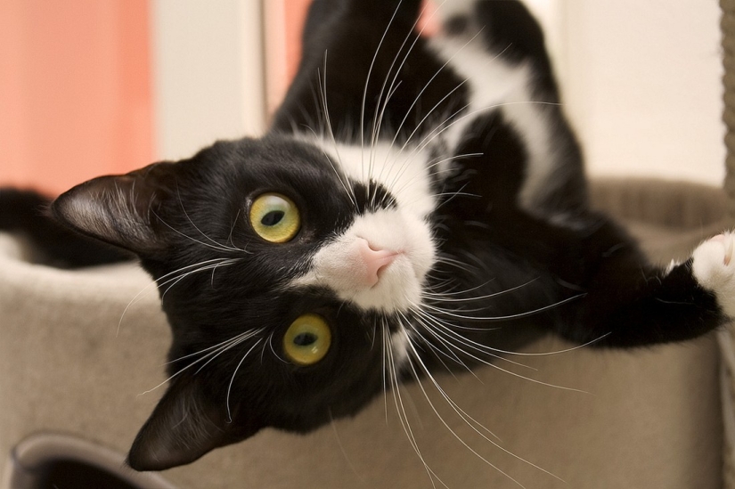 Kote-facts. About what you didn't know about whiskered pets!