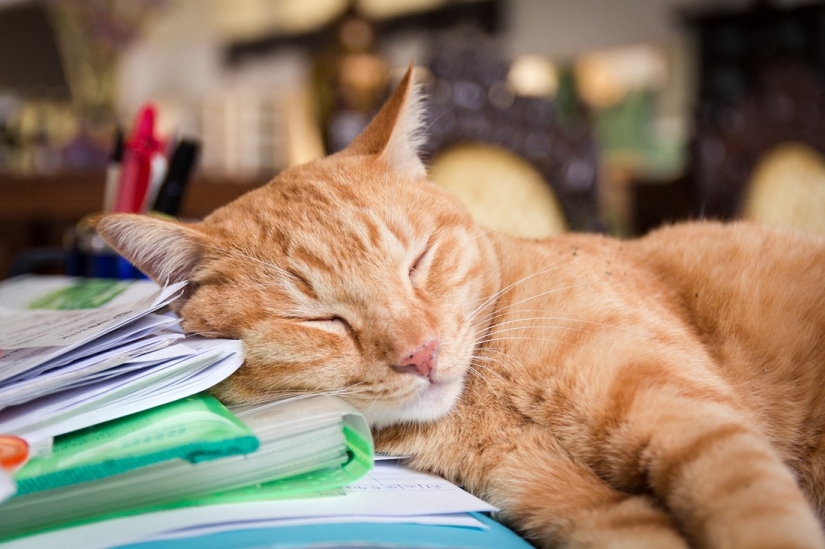 Kote-facts. About what you didn't know about whiskered pets!