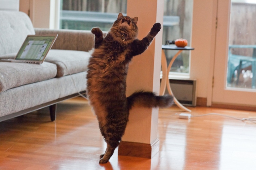 Kote-facts. About what you didn't know about whiskered pets!