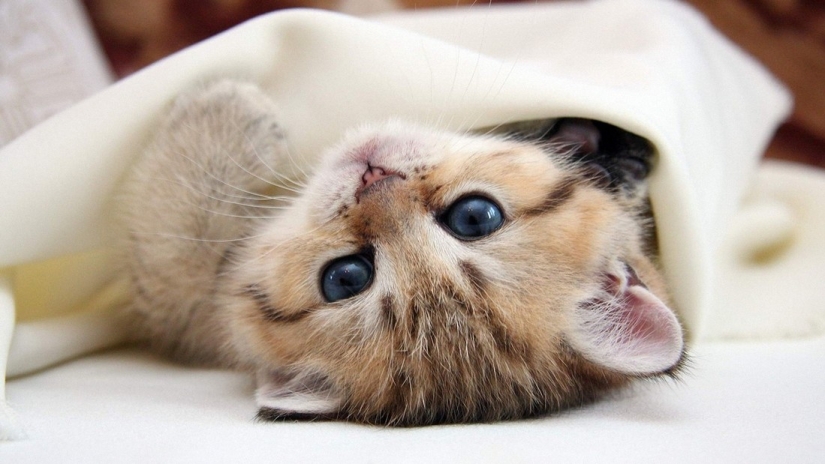 Kote-facts. About what you didn't know about whiskered pets!