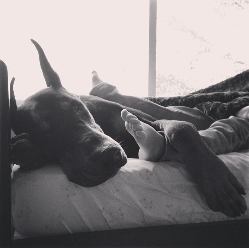 La Bella y la Bestia: la increíble amistad de una niña pequeña con un Doberman gigante