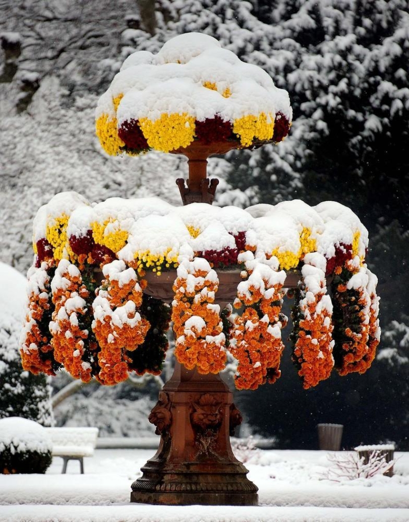 La belleza del invierno La belleza del invierno