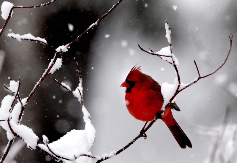 La belleza del invierno La belleza del invierno