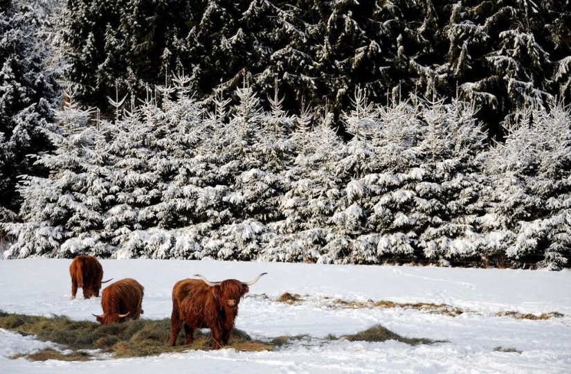 La belleza del invierno La belleza del invierno