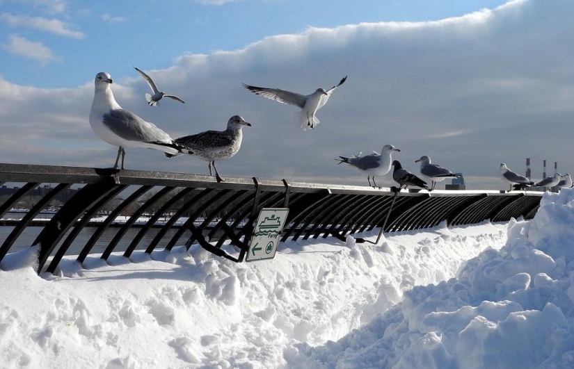 La belleza del invierno La belleza del invierno