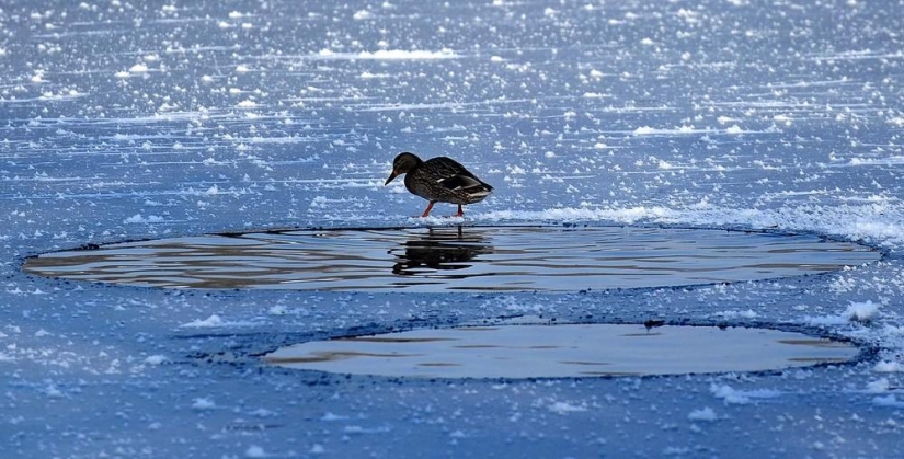 La belleza del invierno La belleza del invierno