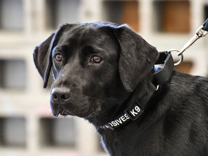 La CIA despidió a la Labradora Lulu porque no le gustaba trabajar para ellos