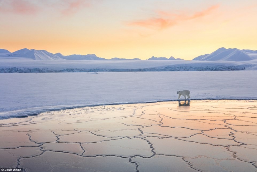 La foto más conmovedora de los mejores trabajos del concurso Fotógrafo de Vida Silvestre del Año La foto más conmovedora de los mejores trabajos del concurso Fotógrafo de Vida Silvestre del Año