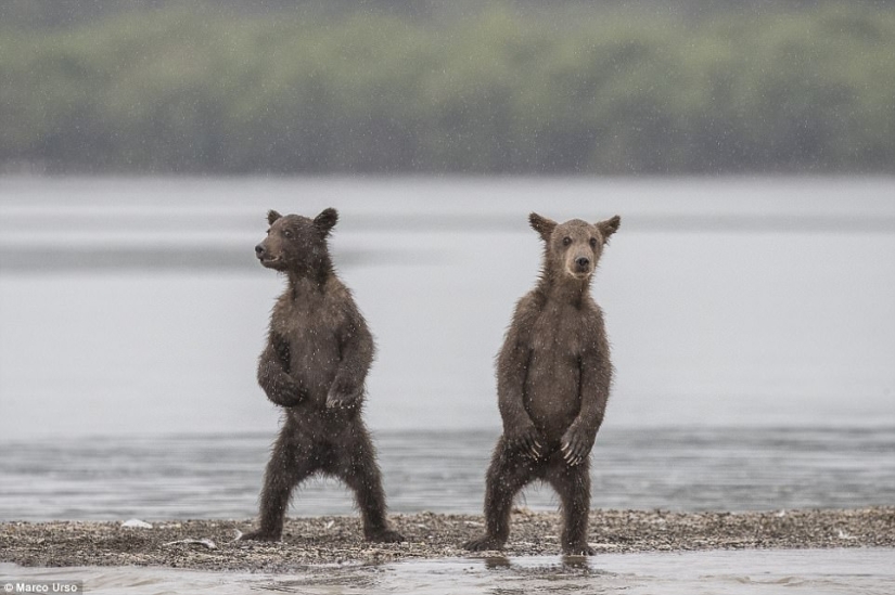 La foto más conmovedora de los mejores trabajos del concurso Fotógrafo de Vida Silvestre del Año La foto más conmovedora de los mejores trabajos del concurso Fotógrafo de Vida Silvestre del Año