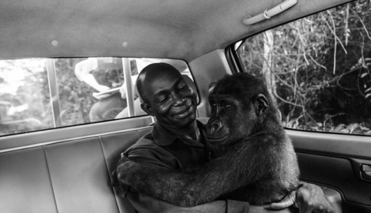 La foto más conmovedora de los mejores trabajos del concurso Fotógrafo de Vida Silvestre del Año