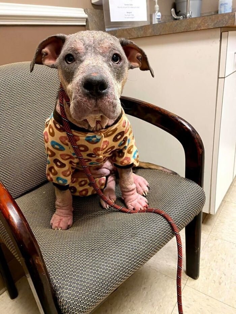 La gente cariñosa salió con un perro enfermo y aquí está su increíble transformación unos meses después