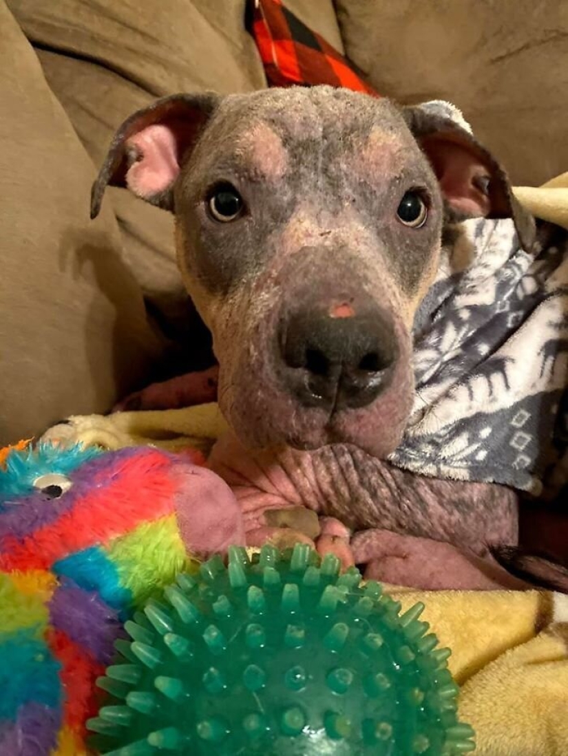 La gente cariñosa salió con un perro enfermo y aquí está su increíble transformación unos meses después