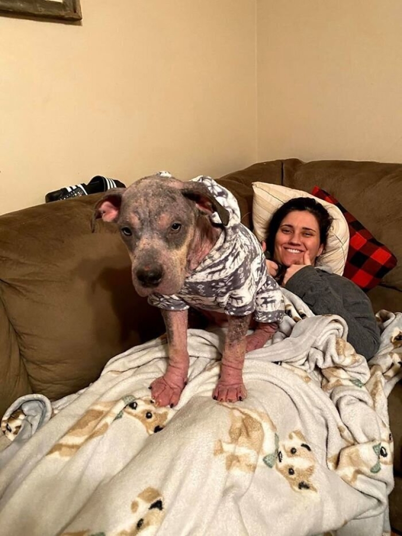 La gente cariñosa salió con un perro enfermo y aquí está su increíble transformación unos meses después