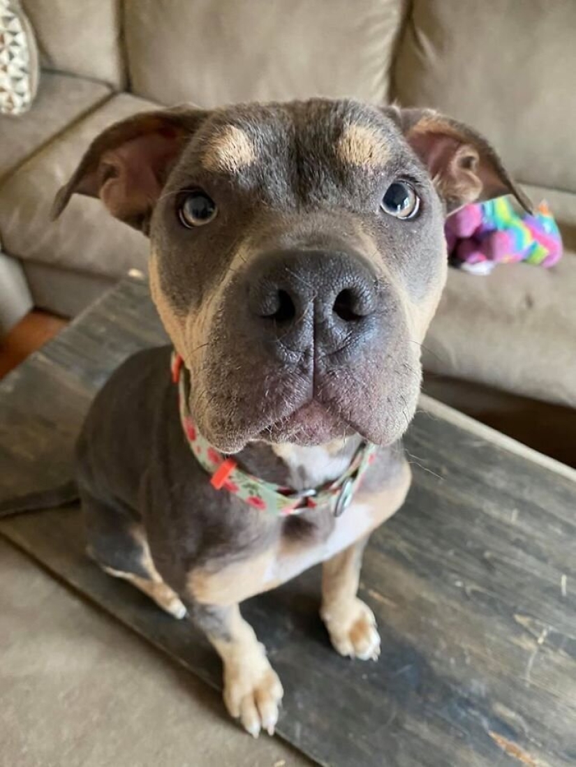 La gente cariñosa salió con un perro enfermo y aquí está su increíble transformación unos meses después