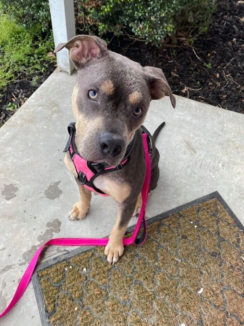 La gente cariñosa salió con un perro enfermo y aquí está su increíble transformación unos meses después