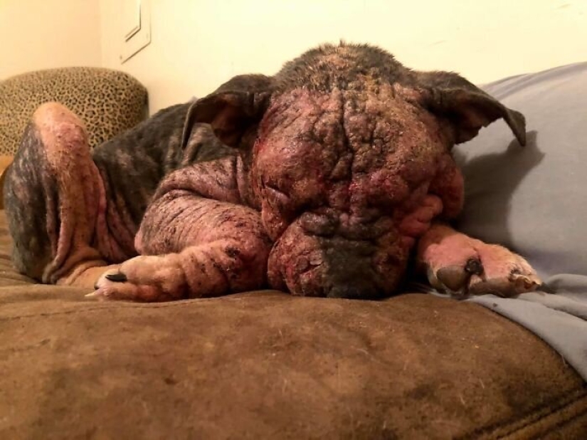 La gente cariñosa salió con un perro enfermo y aquí está su increíble transformación unos meses después