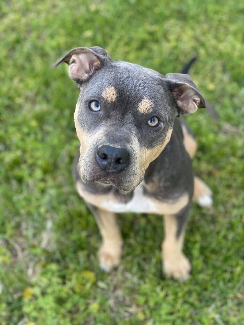 La gente cariñosa salió con un perro enfermo y aquí está su increíble transformación unos meses después