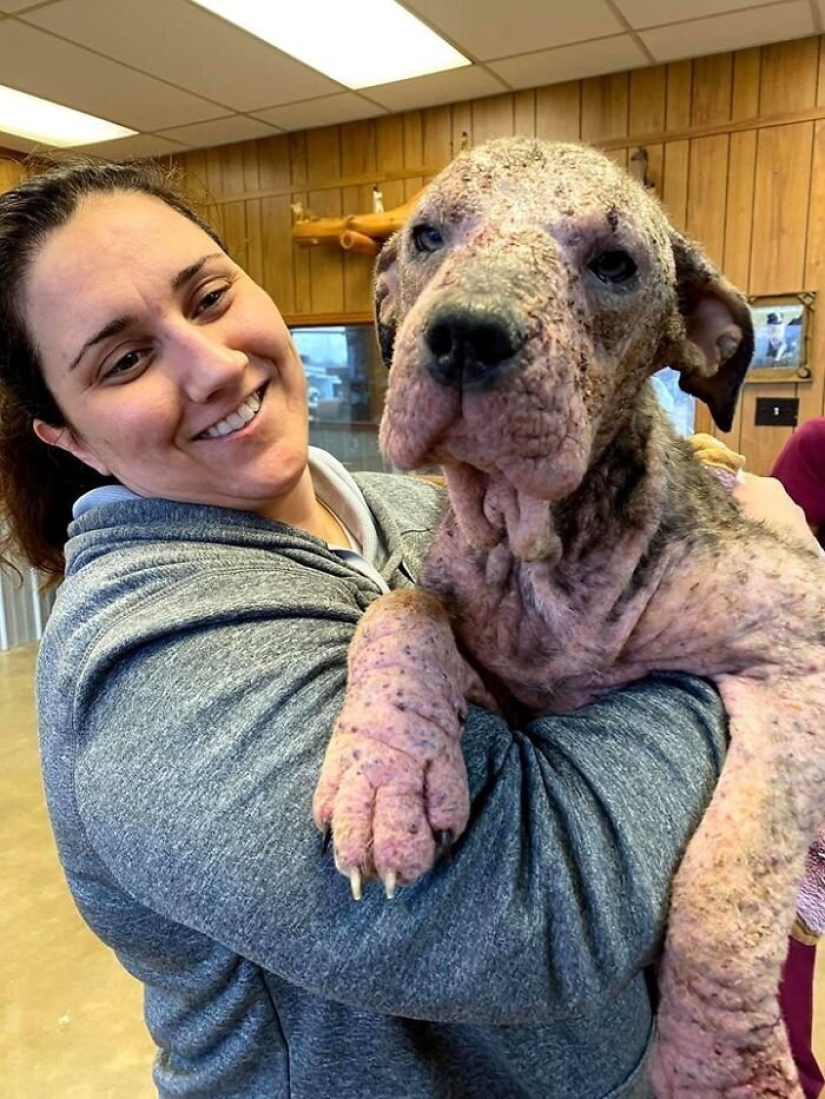 La gente cariñosa salió con un perro enfermo y aquí está su increíble transformación unos meses después