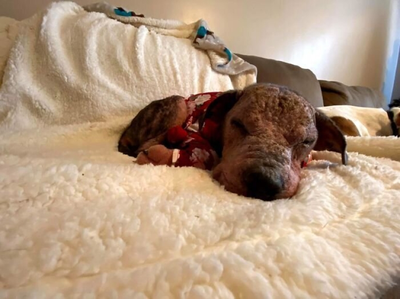 La gente cariñosa salió con un perro enfermo y aquí está su increíble transformación unos meses después