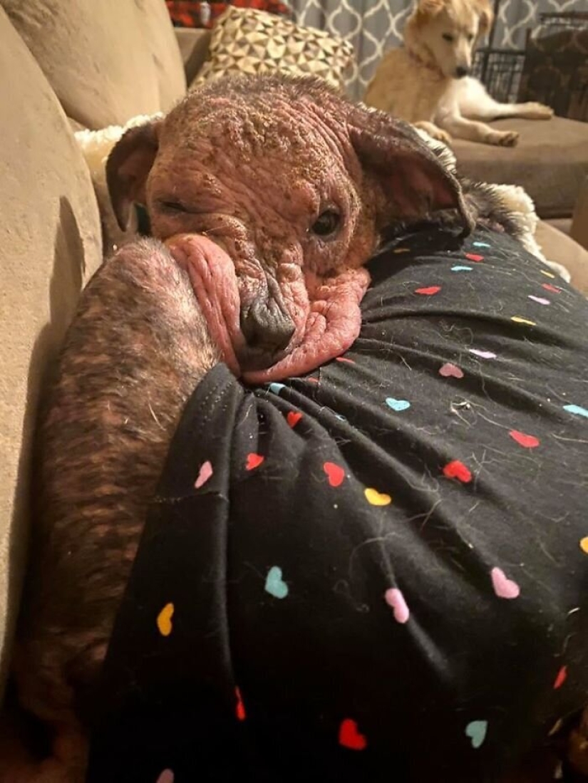 La gente cariñosa salió con un perro enfermo y aquí está su increíble transformación unos meses después