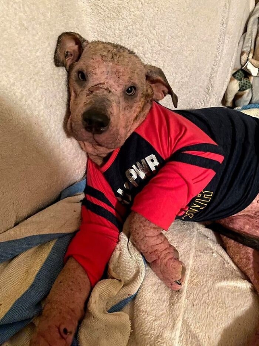La gente cariñosa salió con un perro enfermo y aquí está su increíble transformación unos meses después