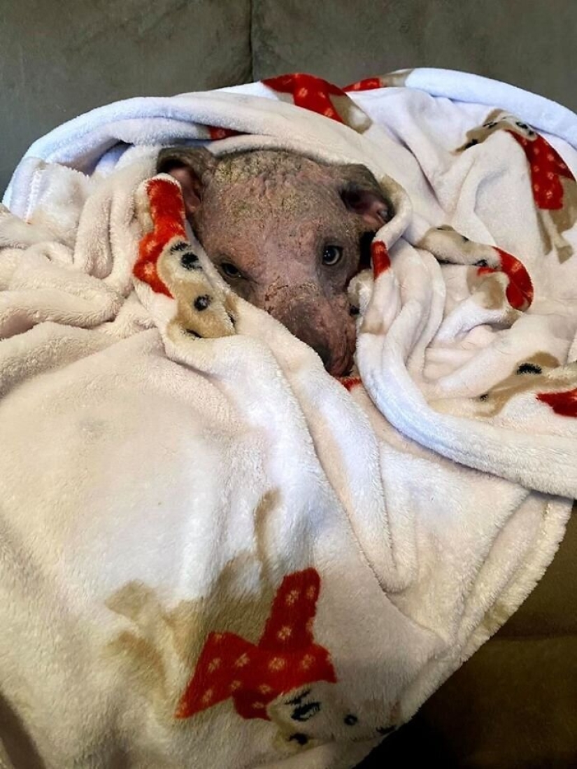 La gente cariñosa salió con un perro enfermo y aquí está su increíble transformación unos meses después