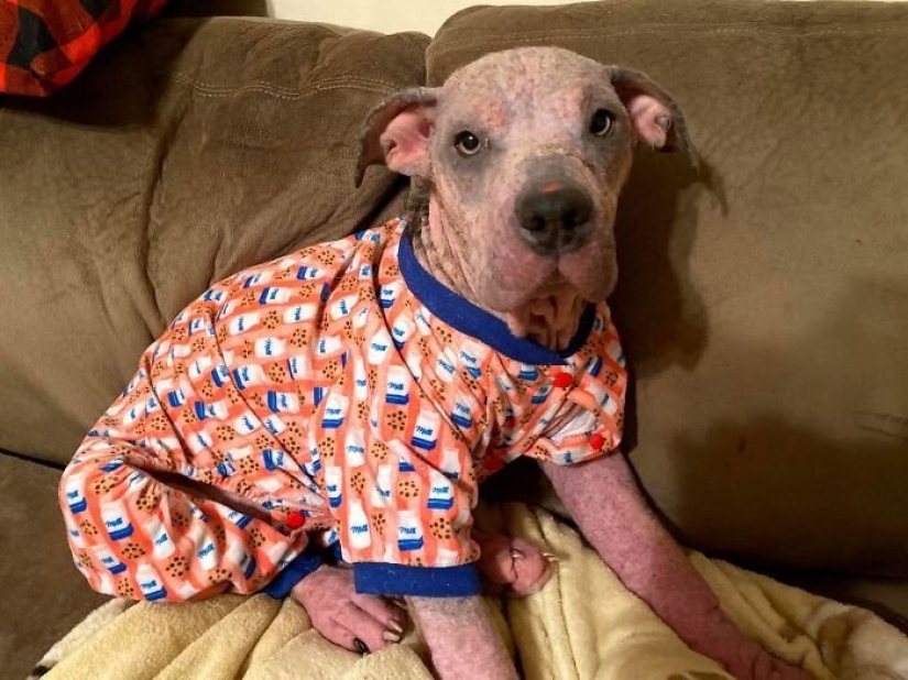 La gente cariñosa salió con un perro enfermo y aquí está su increíble transformación unos meses después
