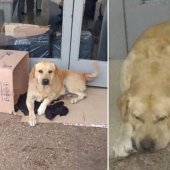 La historia de Hachiko se repite: un perro fiel espera a su amo cerca del hospital, sin saber que el hombre ha muerto